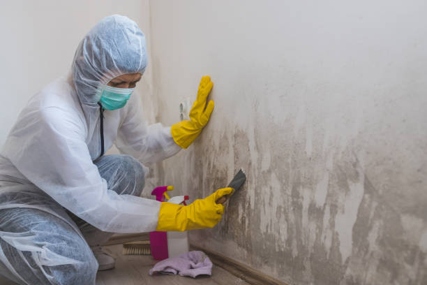 Best Same-Day Mold Removal  in Meadow Les, AK