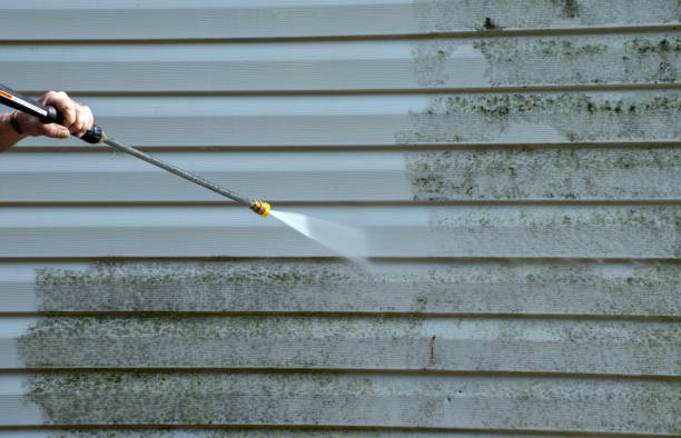 Best Local Mold Removal Service  in Meadow Les, AK