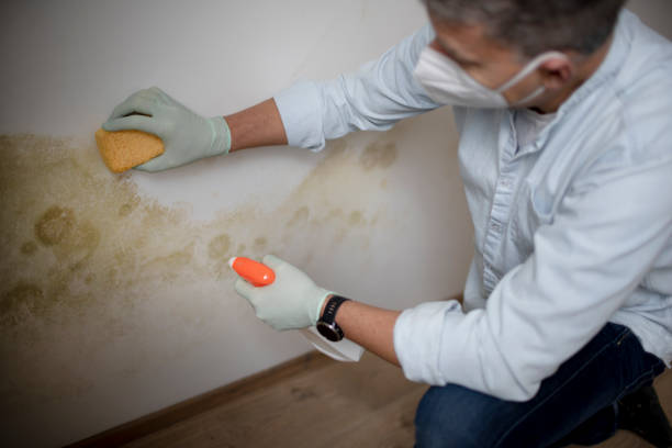 Best Certified Mold Removal  in Meadow Les, AK