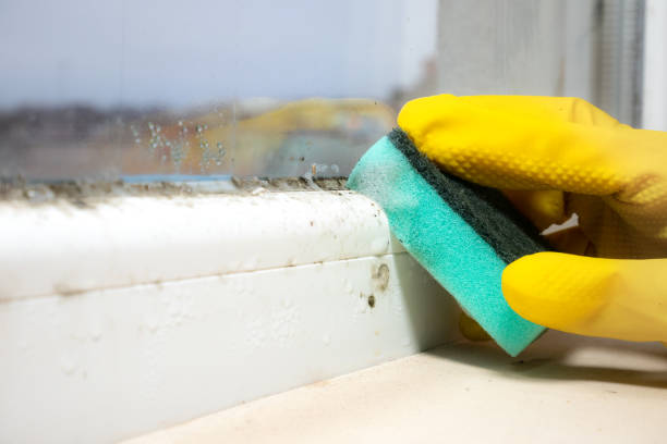 Best Commercial Mold Removal  in Meadow Les, AK