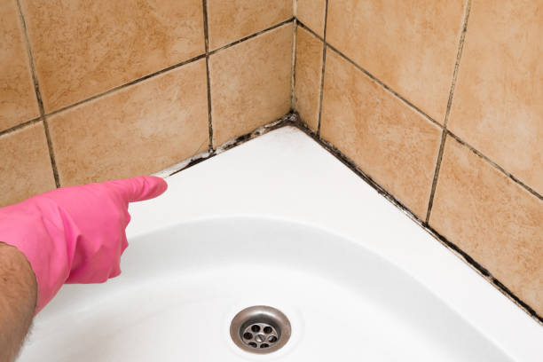 Best Water Damage Restoration  in Meadow Les, AK