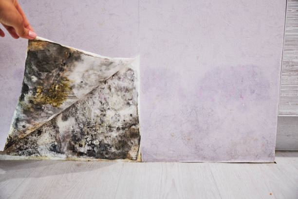 Certified Mold Removal in Meadow Lakes, AK